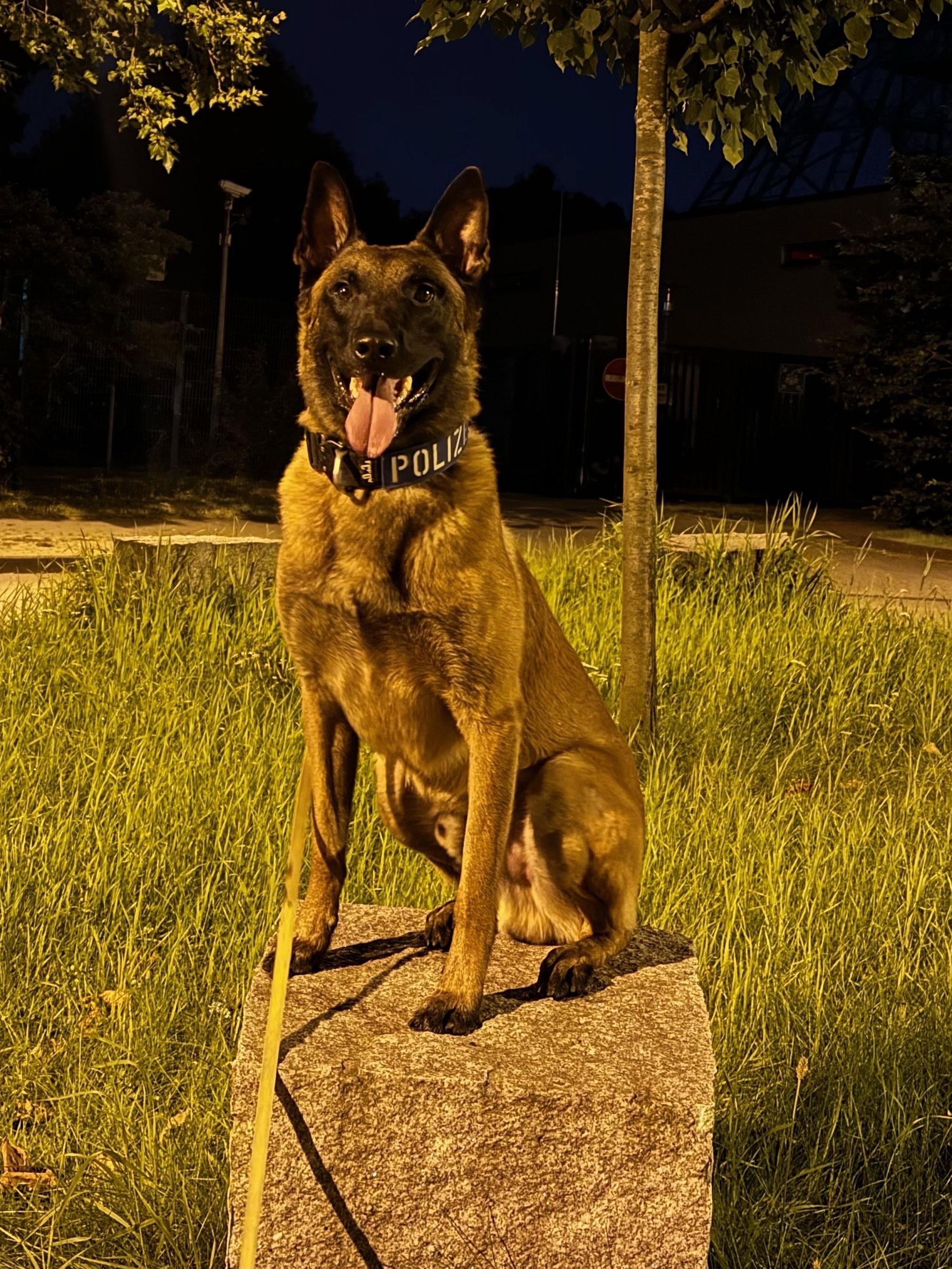 Das Bild zeigt einen Schäferhund der Polizei.
