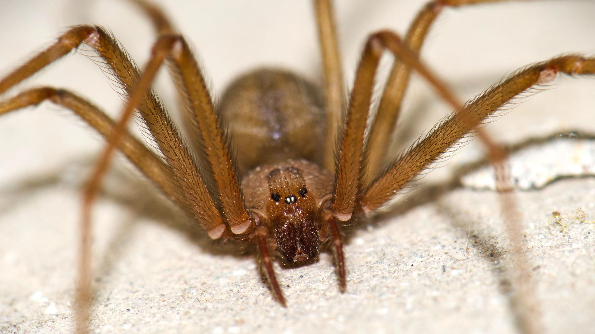 Eine braune Violinspinne (Loxosceles rufescens) auf Gran Canaria. In Italien sind in kurzer Zeit zwei Menschen nach Bissen von Violinspinnen gestorben. (Archivbild)