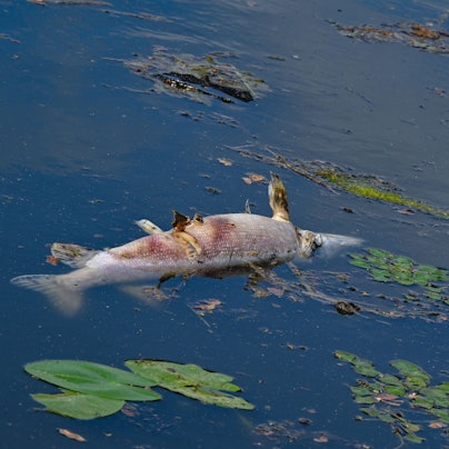 Zwei große tote Fische von etwa 50 Zentimetern Länge treiben im Juni 2024 an der Wasseroberfläche in Frankfurt/Oder
