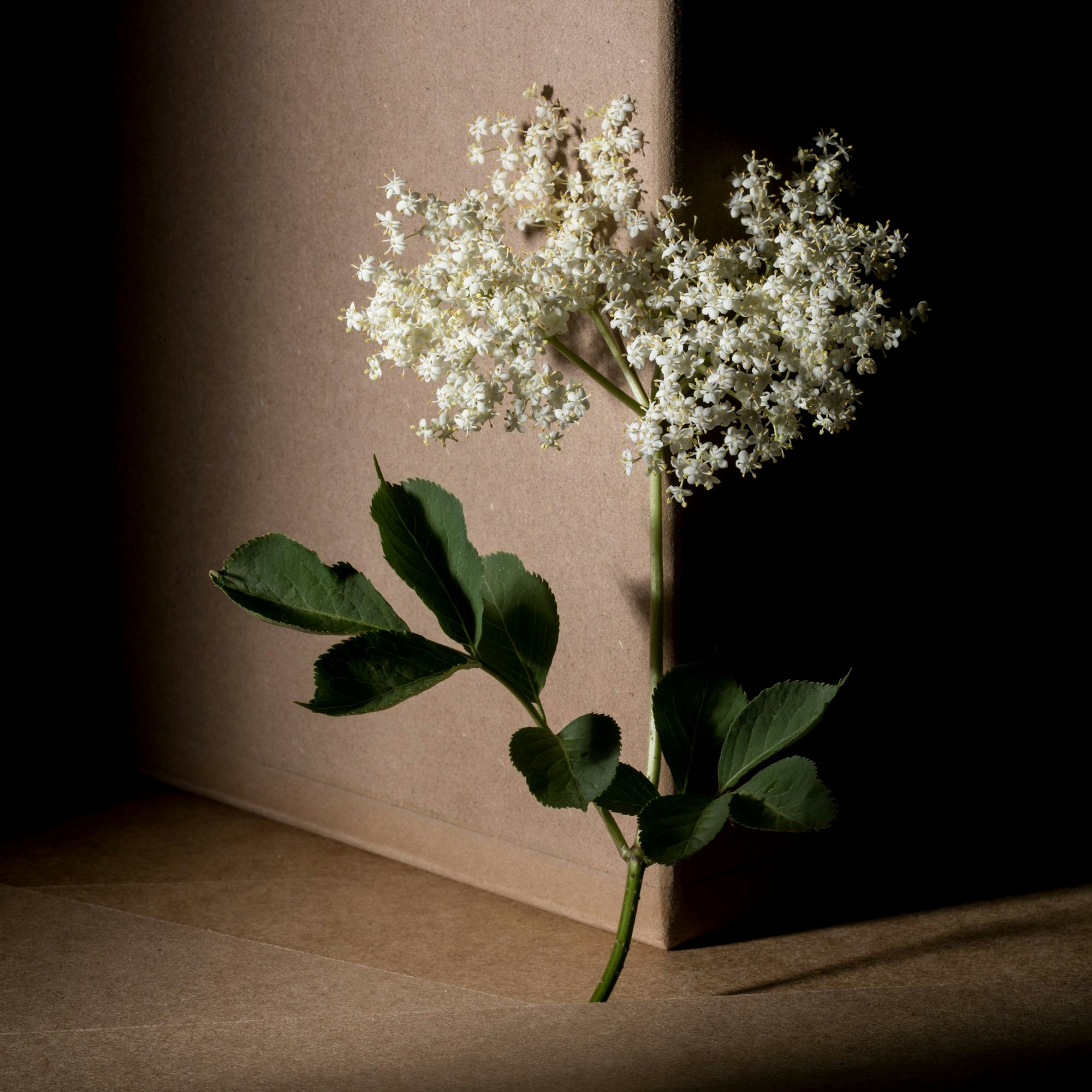 Der Holunder, in Szene gesetzt von Jennifer Braun.