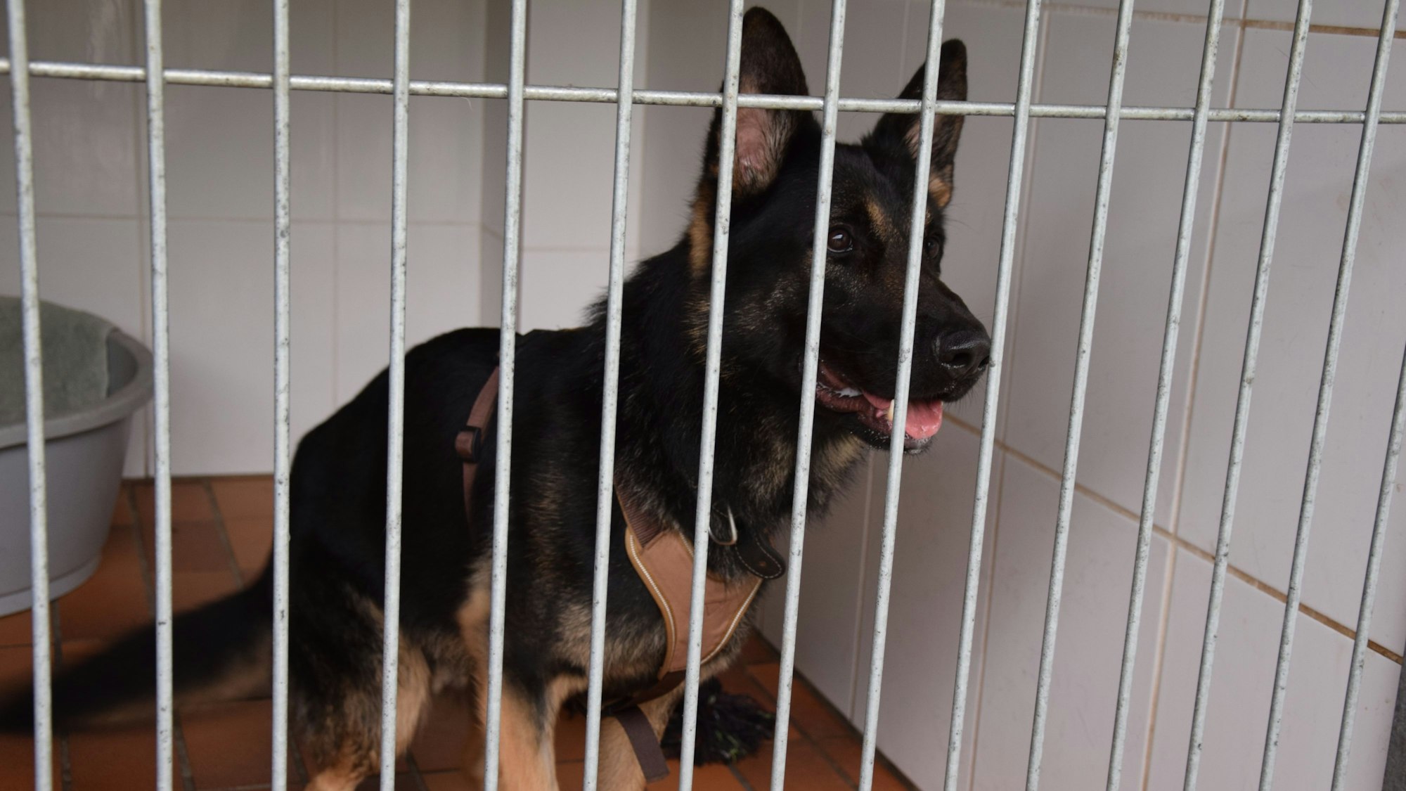 Der Hund Blues