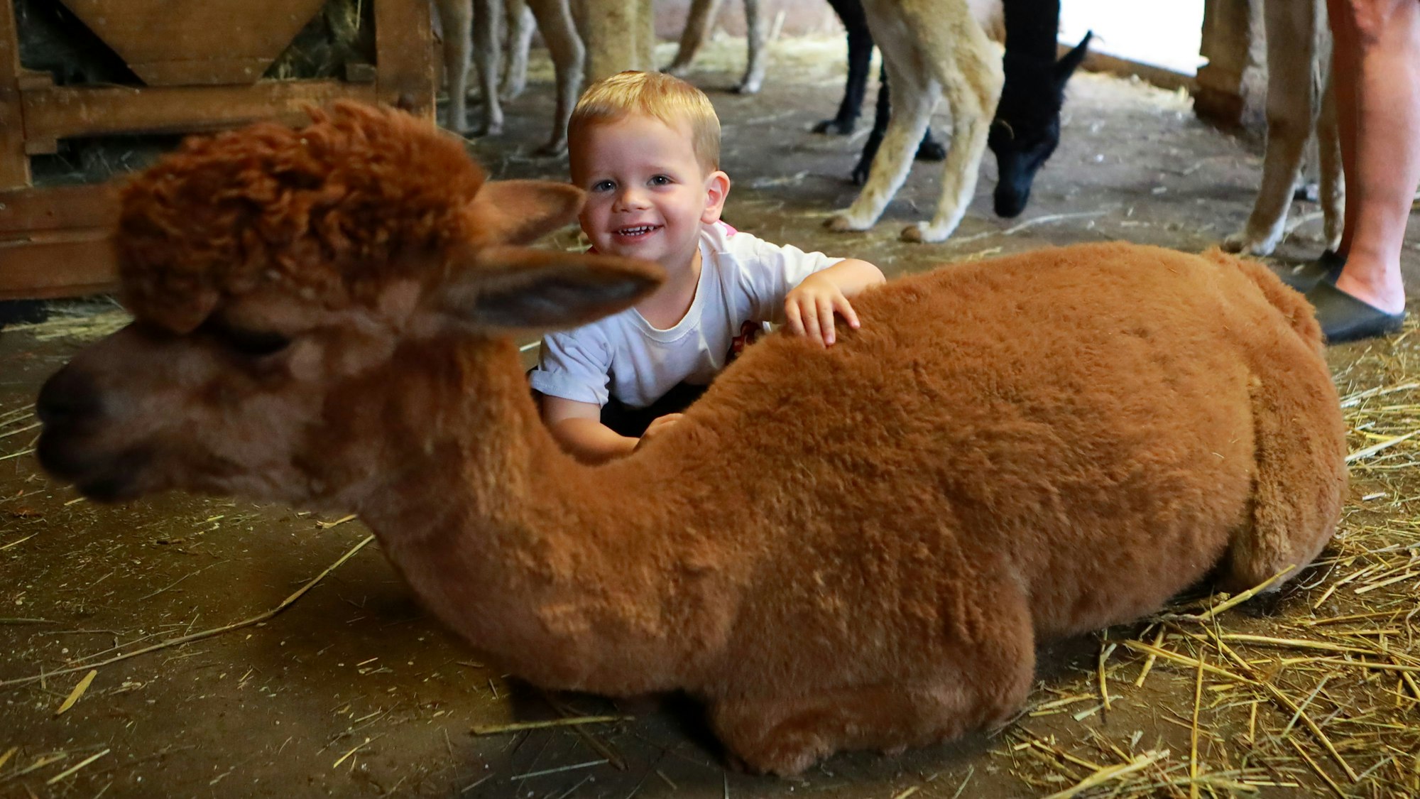 Der kleine Besucher Tian (2) kuschelte mit den Alpakas.