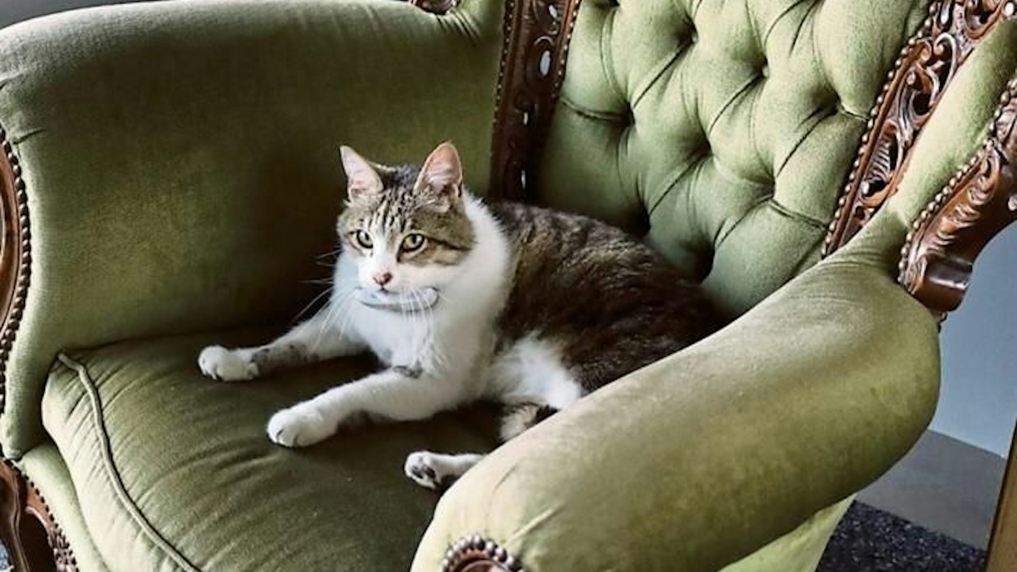 Eine weiß-getigerte Katze liegt auf einem grünen Samtsessel.