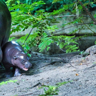 dpatopbilder - 15.08.2024, Berlin: Das kleine Zwergflusspferd Toni (r) wird im Berliner Zoo zum ersten Mal der Öffentlichkeit präsentiert.