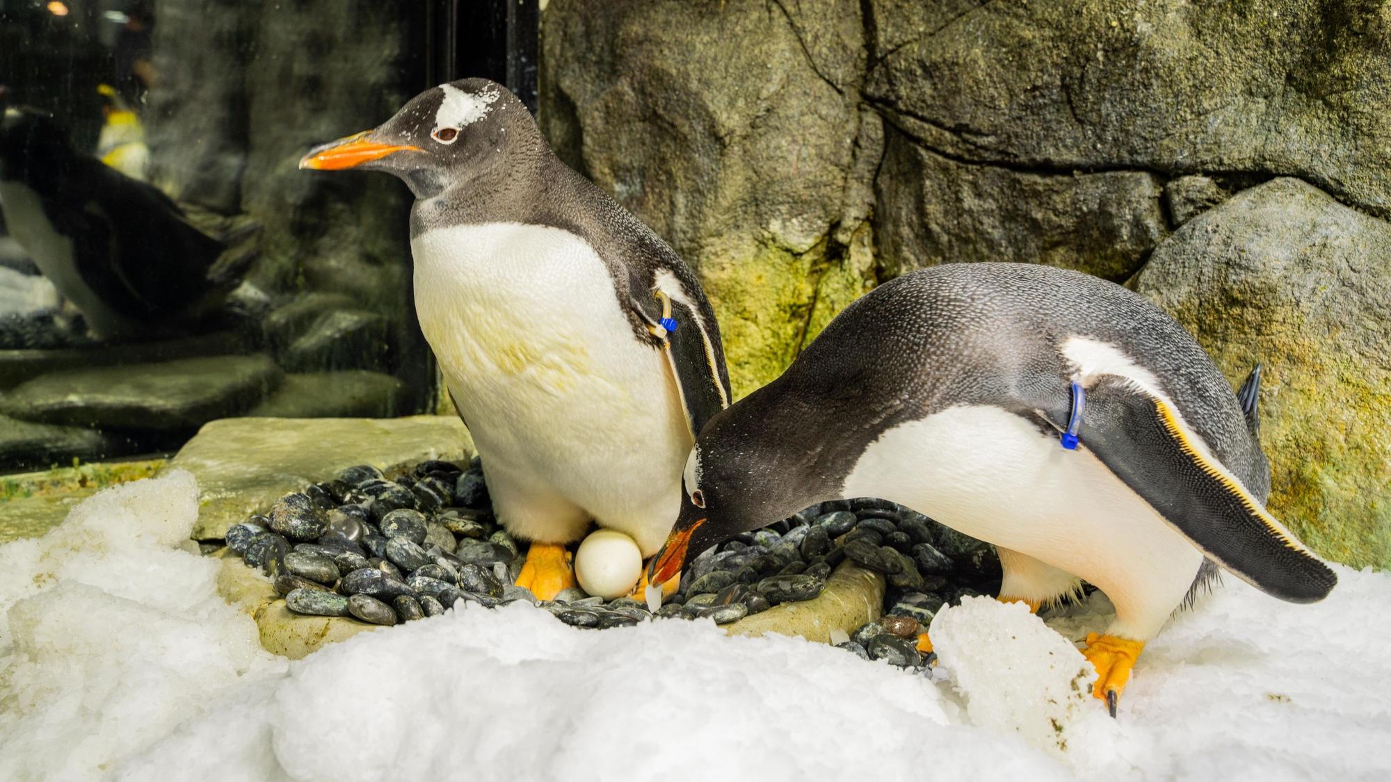 HANDOUT - 22.08.2024, Australien, Sydney: Das undatierte am 22. August 2024 zur Verfügung gestelltes Bild zeigt die Eselspinguine Sphen (l) und Magic bei der Pflege eines Eies im Sea Life Sydney Aquarium in Sydney.