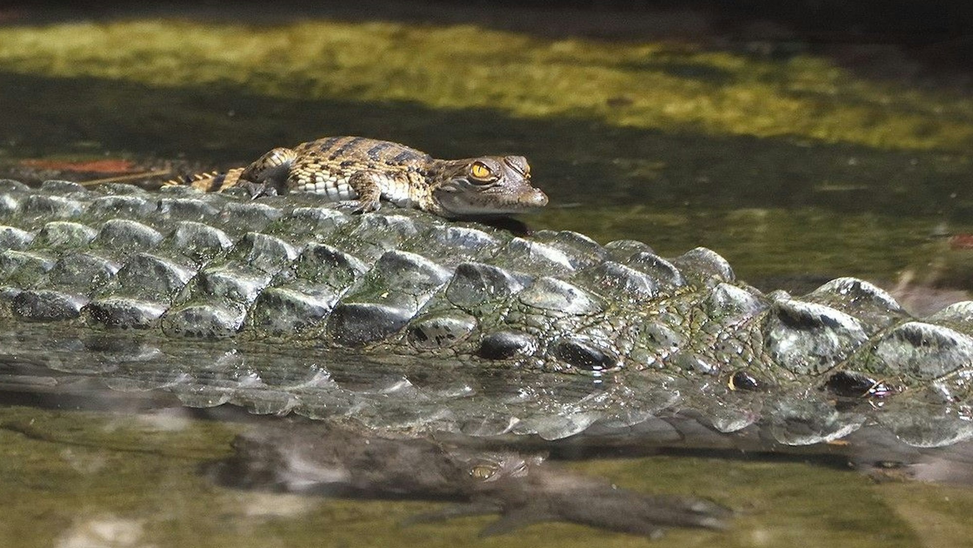 Besser geht's nicht: Auf Mamas Rücken kann den winzigen Krokodiljungen nichts passieren.