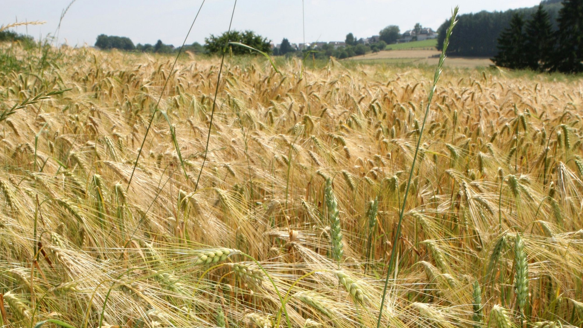 Ein Gerstenfeld am Bierweg bei Wiehl-Bielstein.
