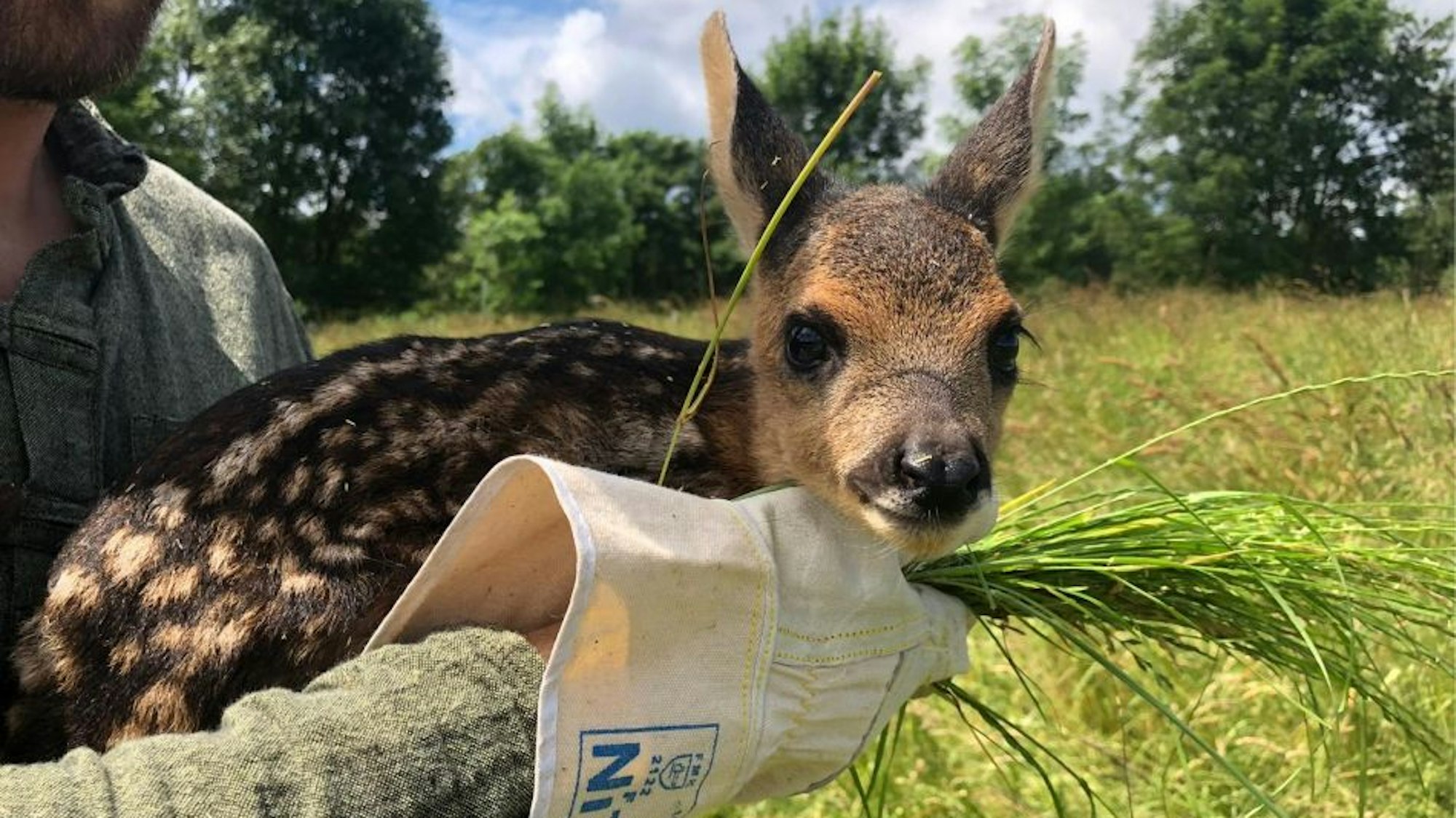 Ein Rehkitz auf einem Arm.