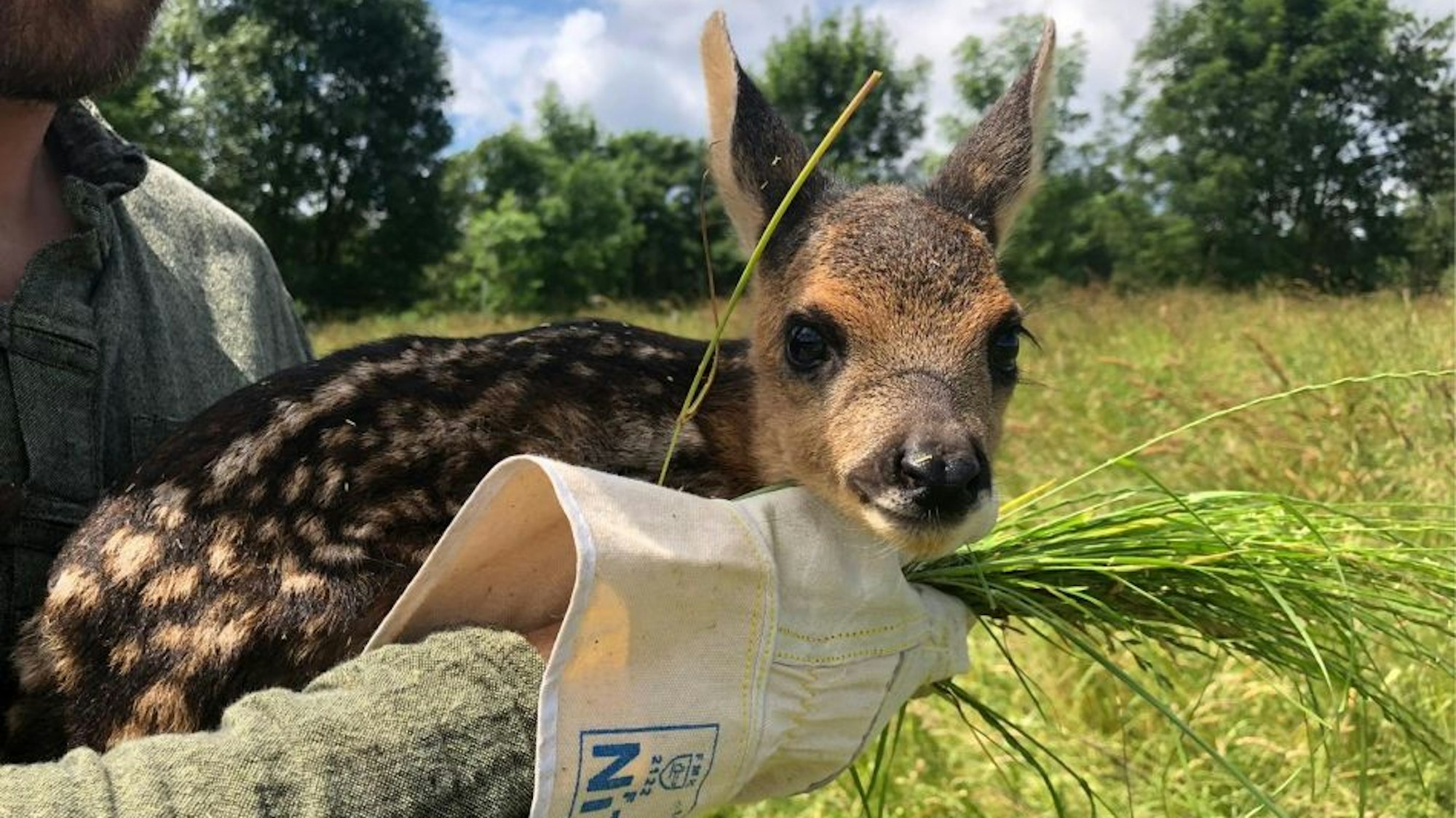 Ein Rehkitz auf einem Arm.