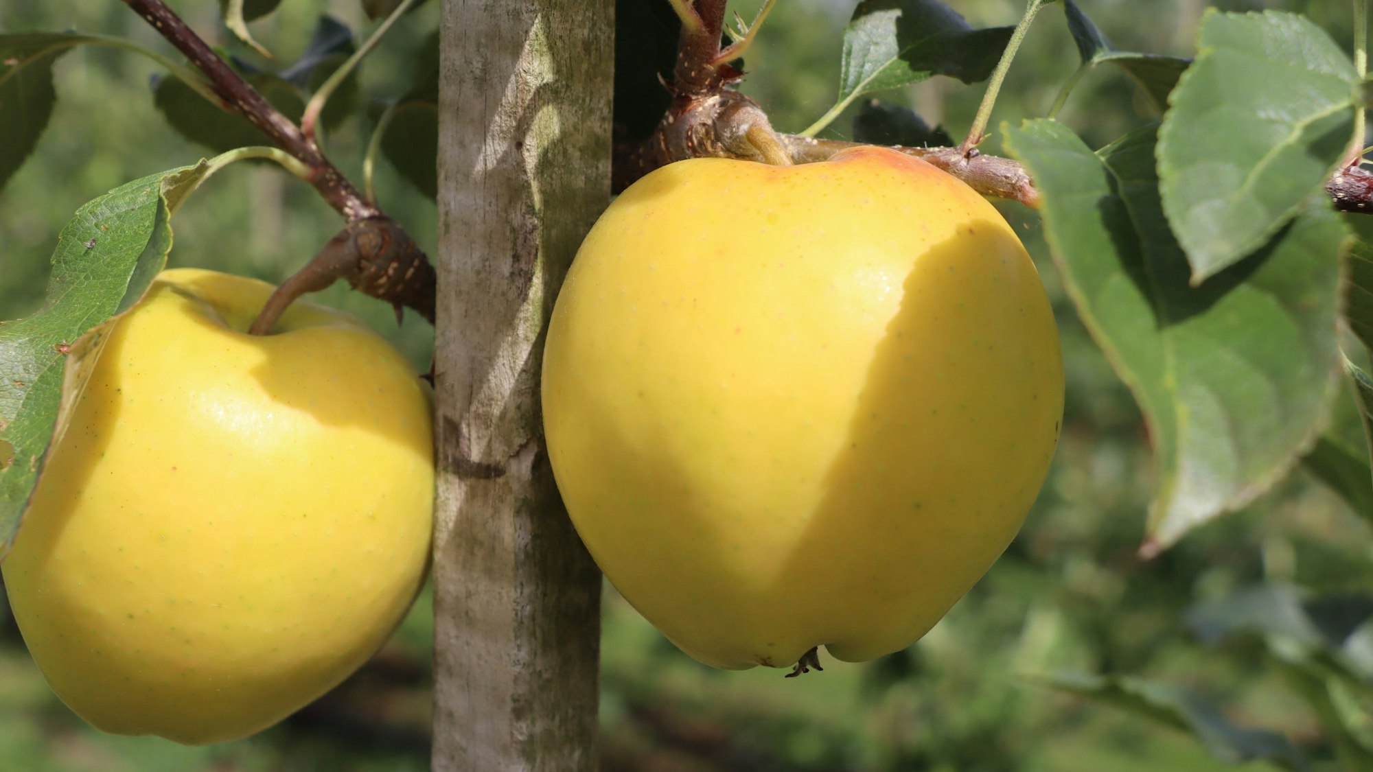 Hellgelbe Äpfel hängen an einem Bäumchen.