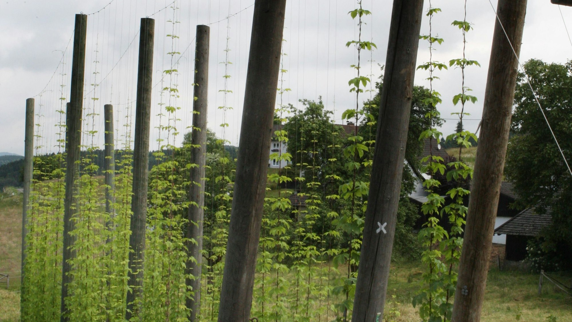 Hopfen rankt an Drähten auf einem Hopfenfeld in Gassenhagen bei Wiehl-Bielstein.