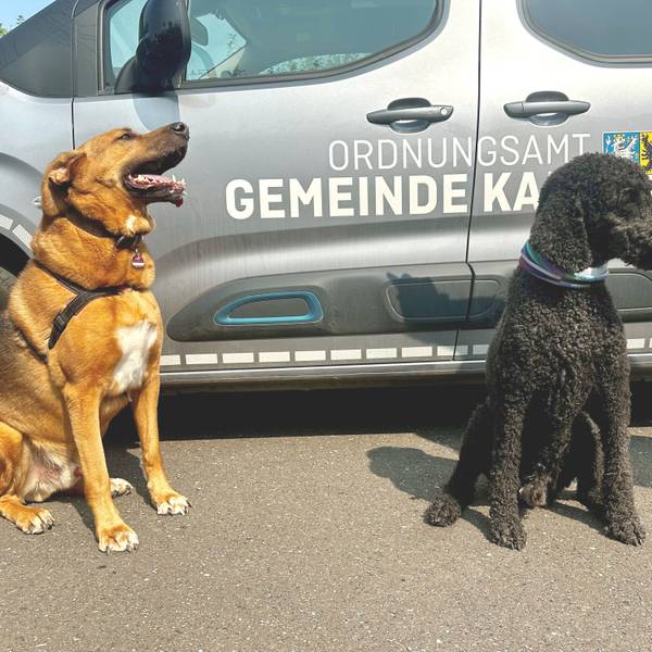 Zwei Hunde sitzen vor einem Wagen, auf dem Ordnungsamt Gemeinde Kall steht.