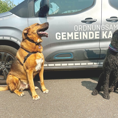 Zwei Hunde sitzen vor einem Wagen, auf dem Ordnungsamt Gemeinde Kall steht.