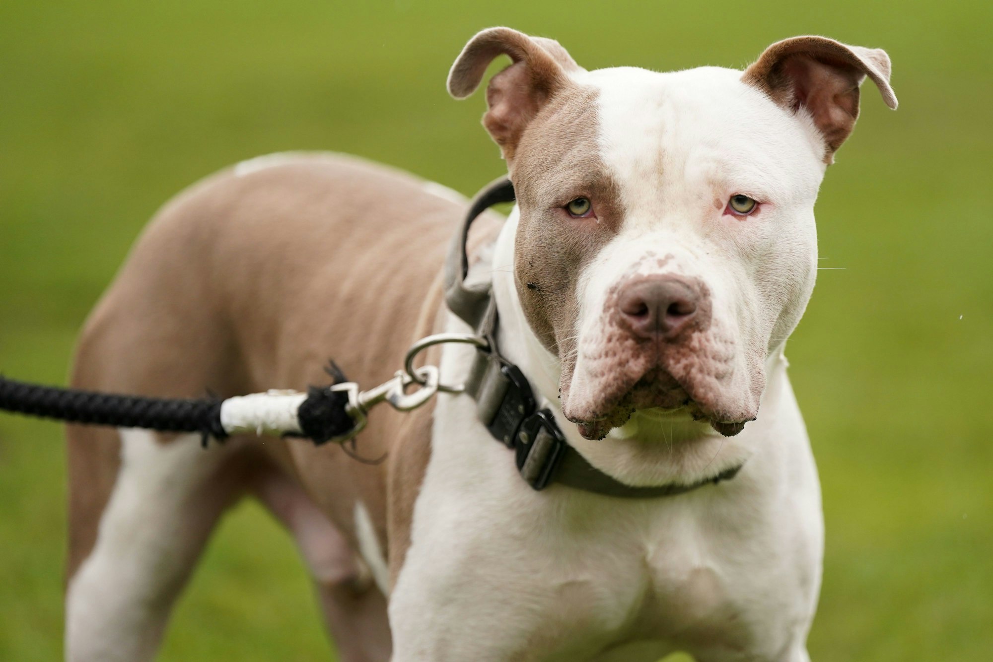 Ein XL-Bully-Hund
