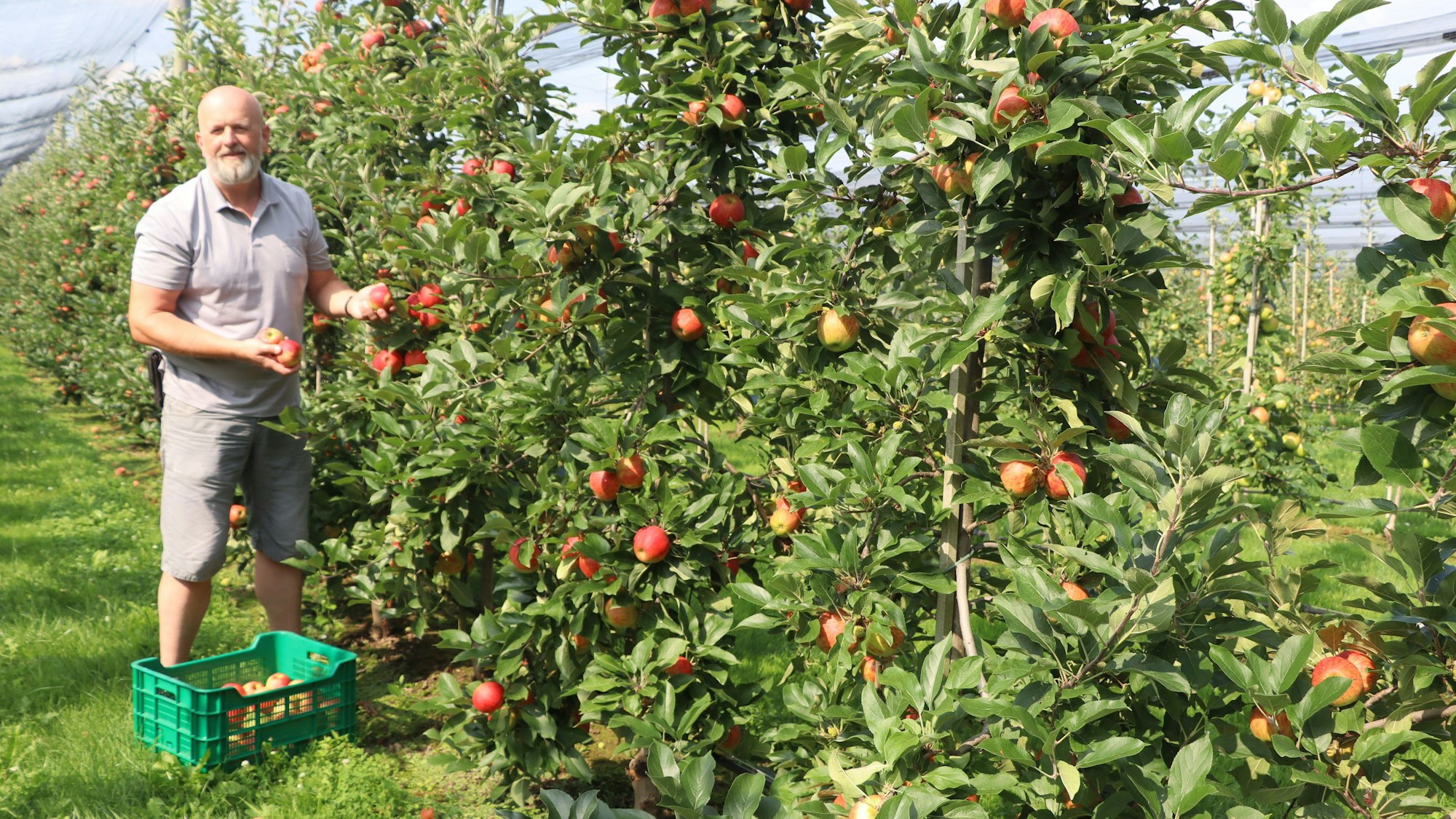 Obstbauer steht in einer Apfelplantage