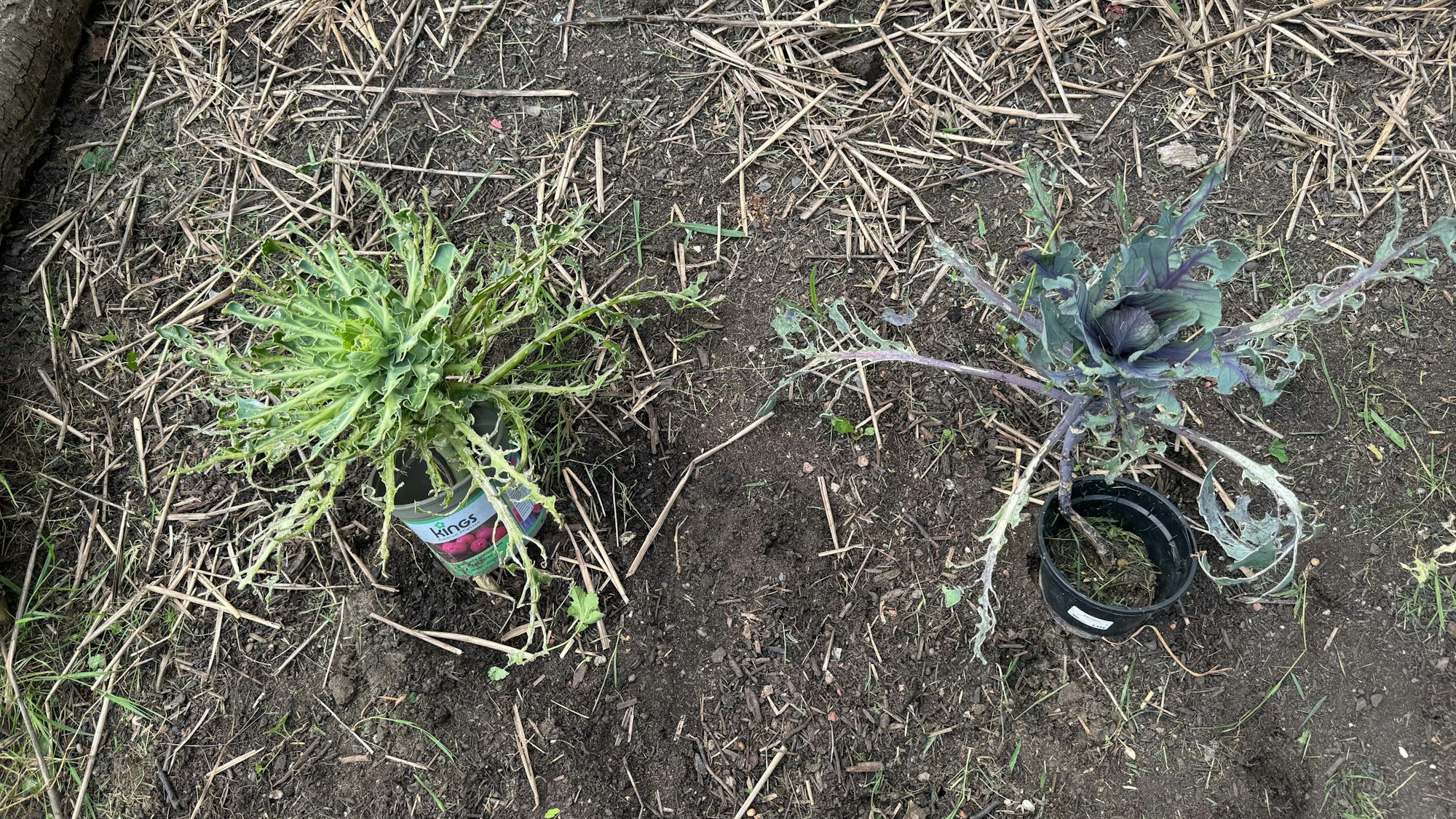 Auf dem Bild sind von Schnecken angeknabberte Kohlköpfe zu sehen.