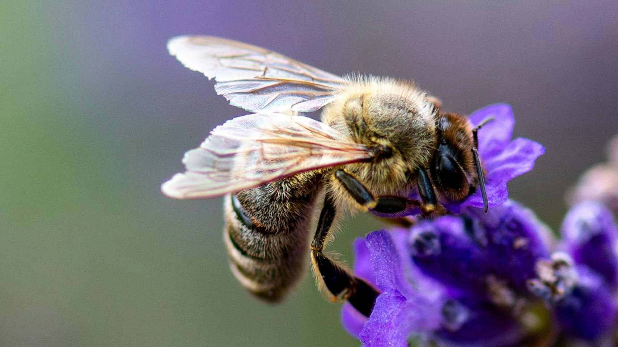 Eine Biene sitzt auf einer Blüte.