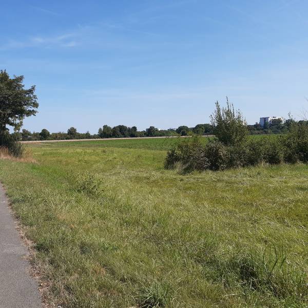 Das Foto zeigt eine Wiese an einer Straße.