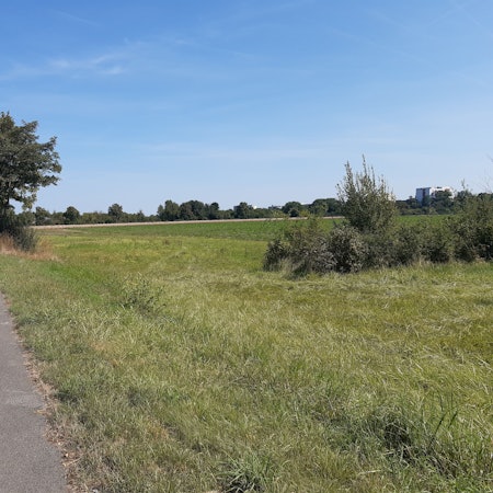 Das Foto zeigt eine Wiese an einer Straße.