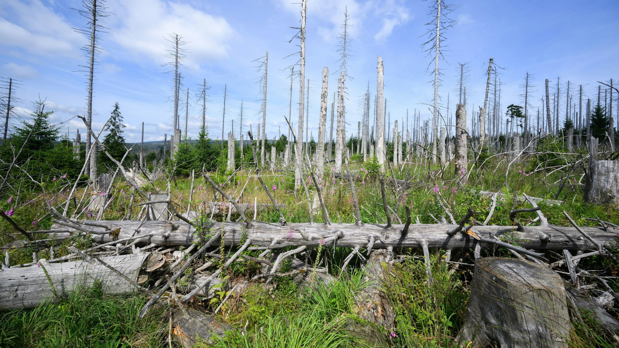 Die Fichte hat in unseren Wäldern auf Dauer keine Zukunft mehr, ist die Meinung von Experten.