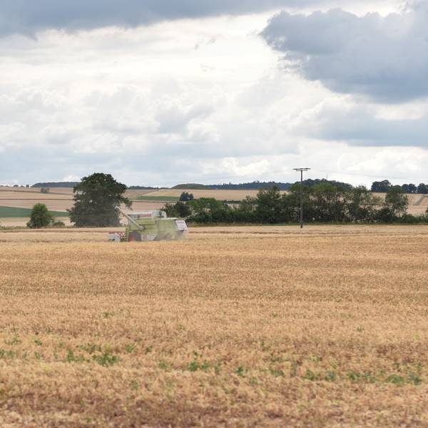 Ein Mähdrescher fährt über ein Feld, das schon weitgehend abgeerntet ist.