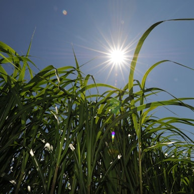 Die Sonne scheint auf zahlreiche grüne Miscanthushalme, die in den blauen Himmel ragen.