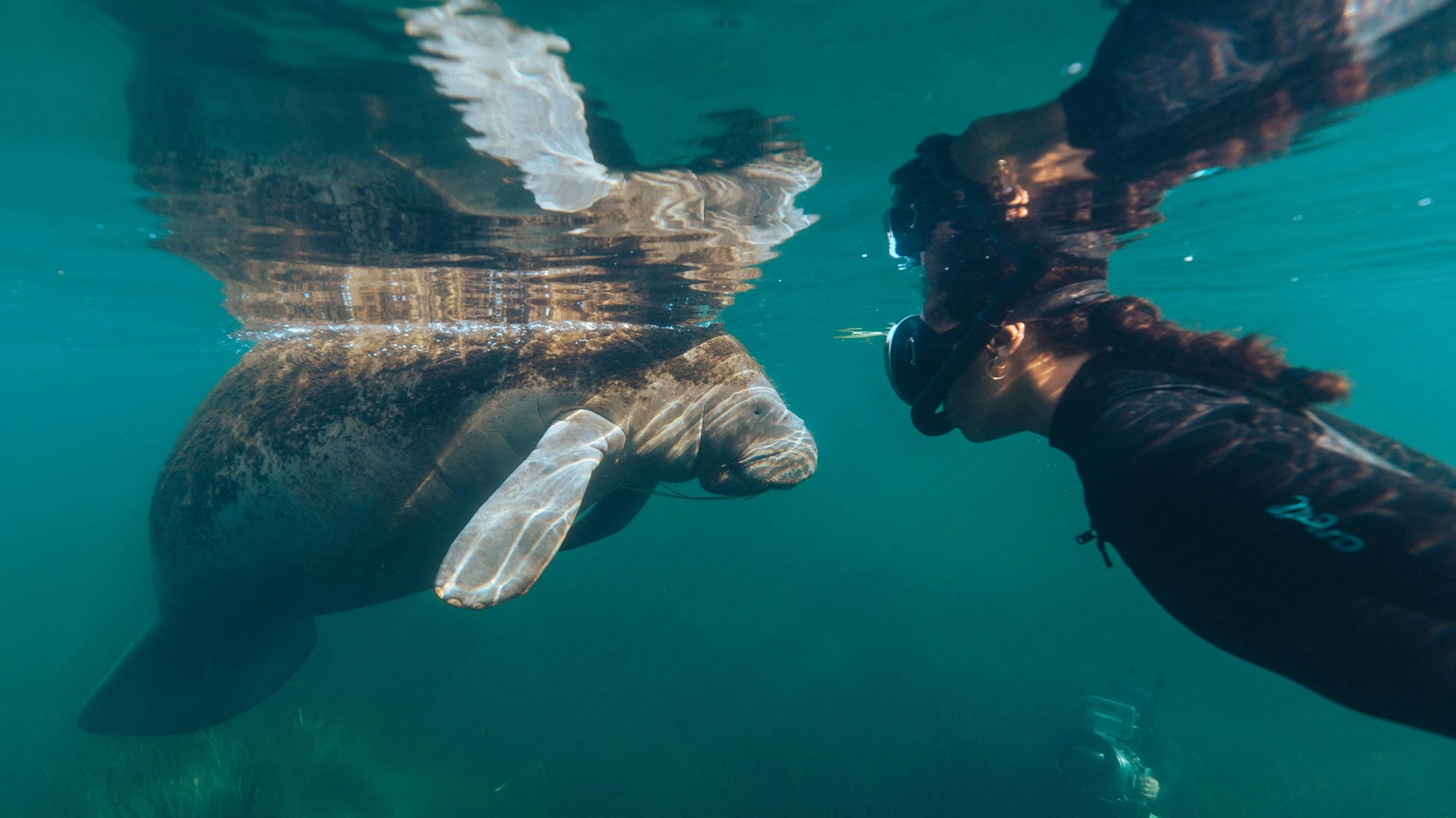 Eine Frau mit Tauchausrüstung guckt einer Seekuh ins Gesicht.