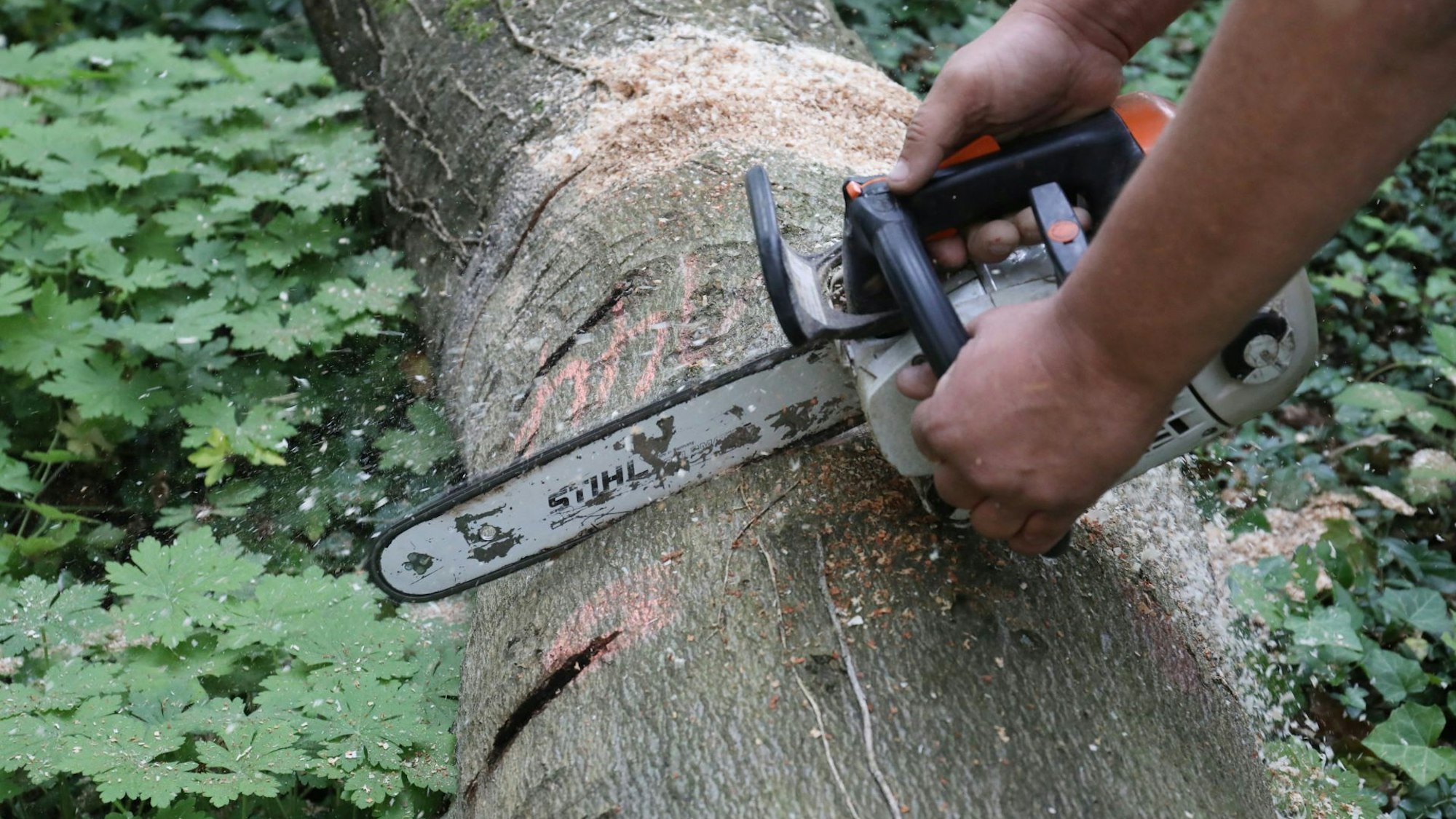 Mit der Motorsäge wurde das Stück aus dem Stamm gesägt.