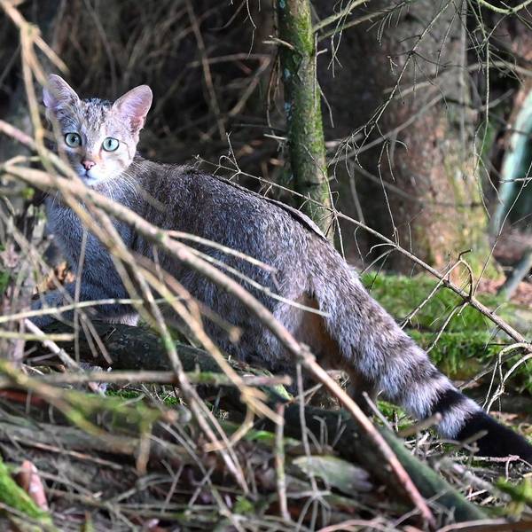 Eine Wildkatze befindet sich auf einem Waldboden.