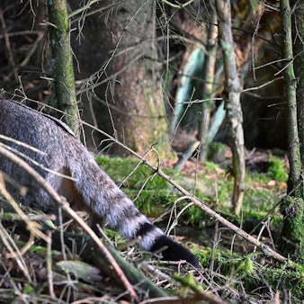 Eine Wildkatze befindet sich auf einem Waldboden.