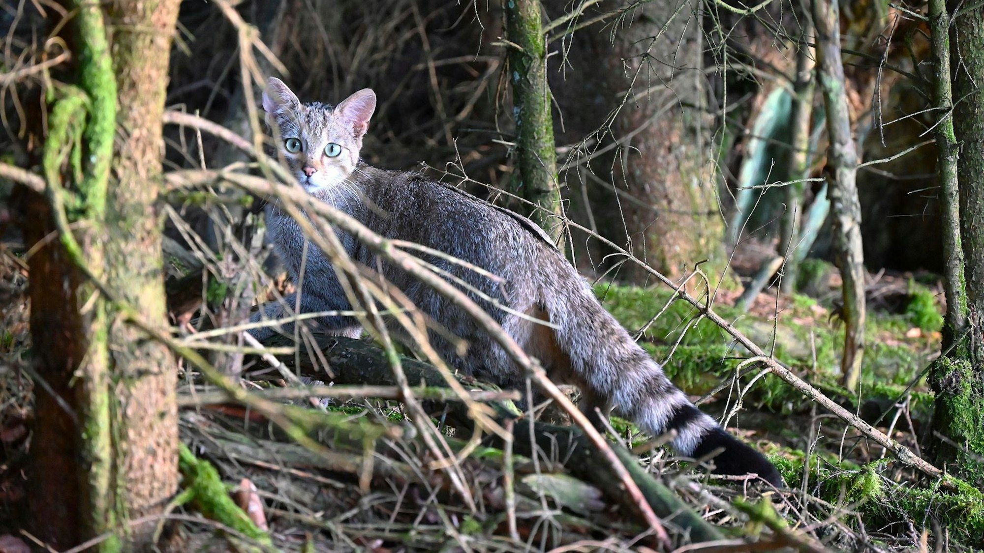 Eine Wildkatze befindet sich auf einem Waldboden.