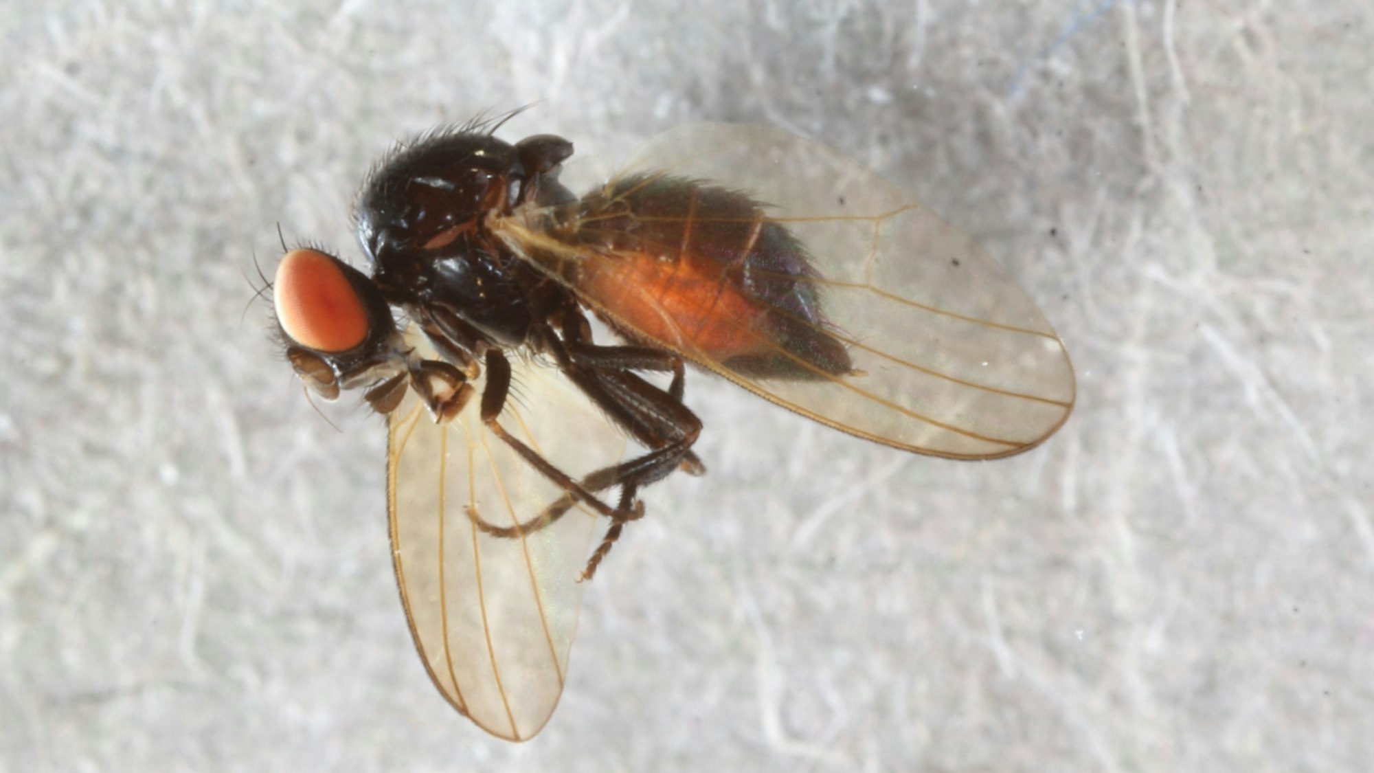 Eine tote Fliege liegt auf weißem Untergrund.
