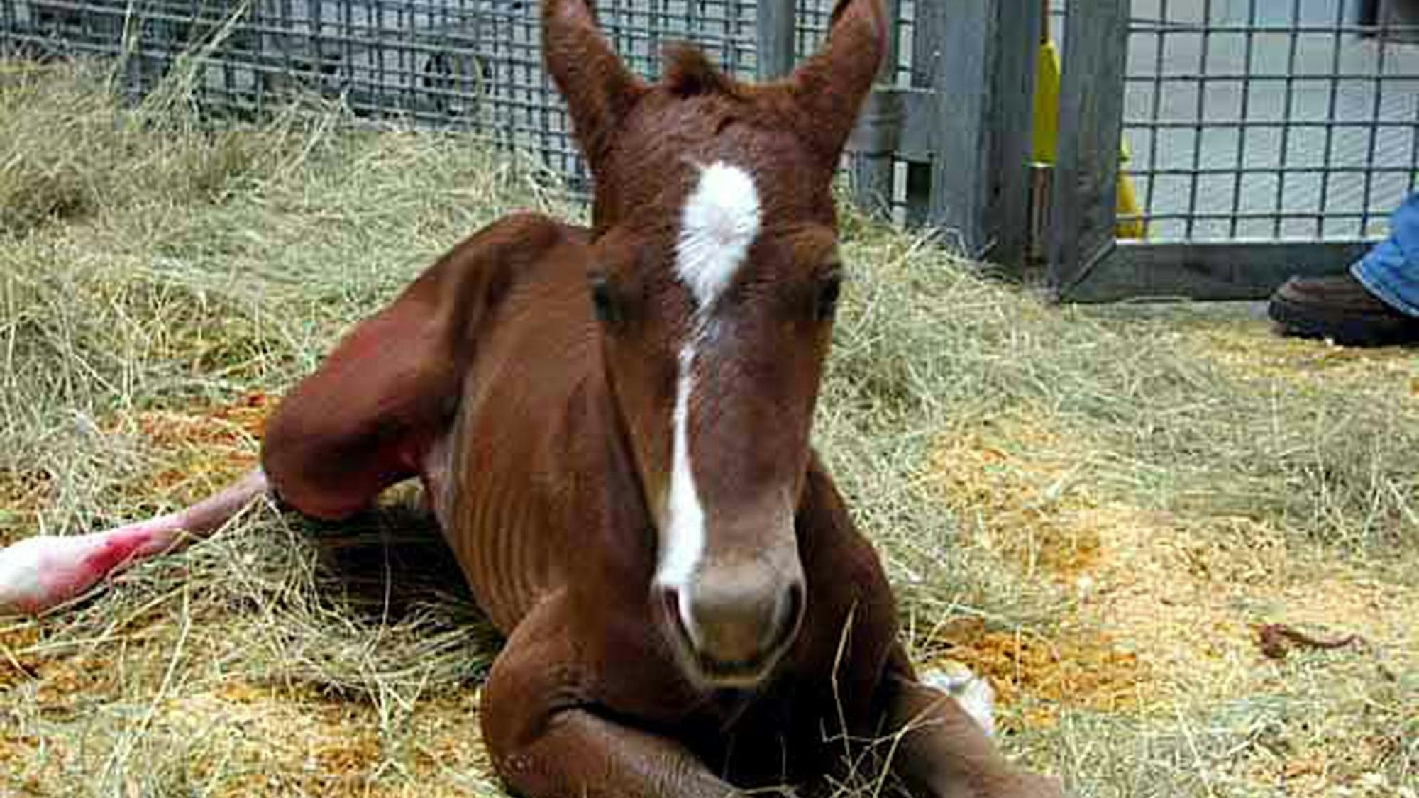 Ein braunes Fohlen liegt im Stroh. So ähnlich könnte das Tier ausgesehen haben, dessen Reste nun in Windeck gefunden wurden.