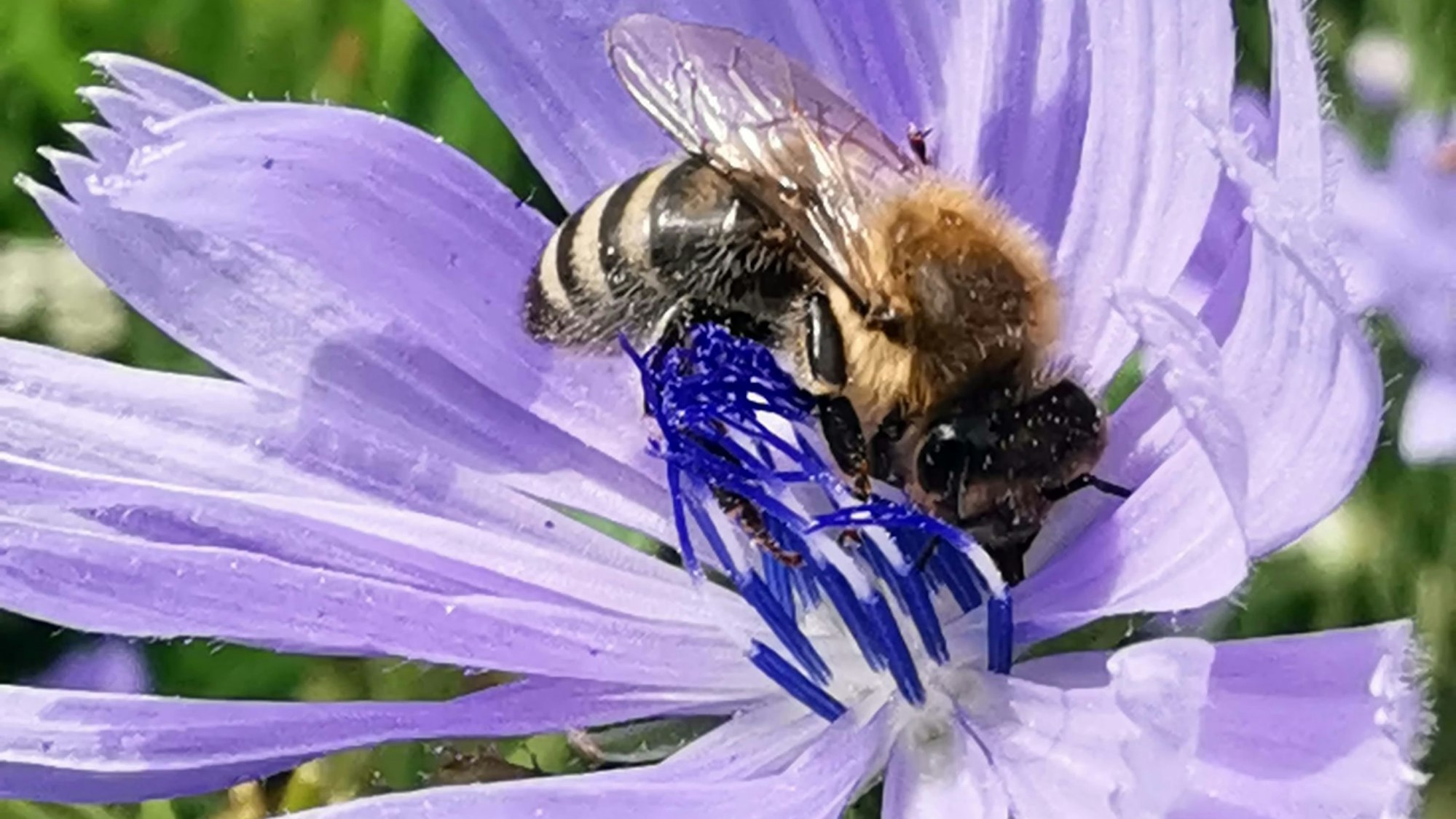 Die bunte Blütenpracht im Kölner Pionierpark.