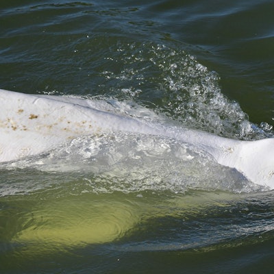 Ein Belugawal holt Luft.
