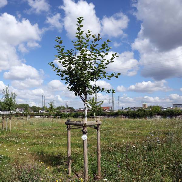 Im Westen des Grünzugs hat die Stadt 25 Obstbäume pflanzen lassen.
