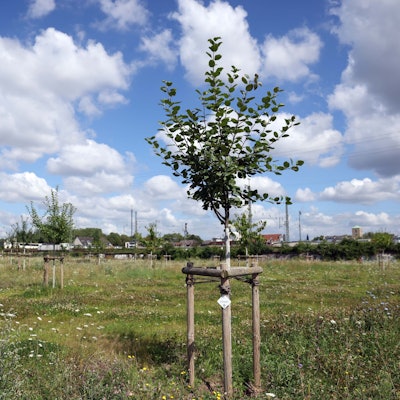 Im Westen des Grünzugs hat die Stadt 25 Obstbäume pflanzen lassen.