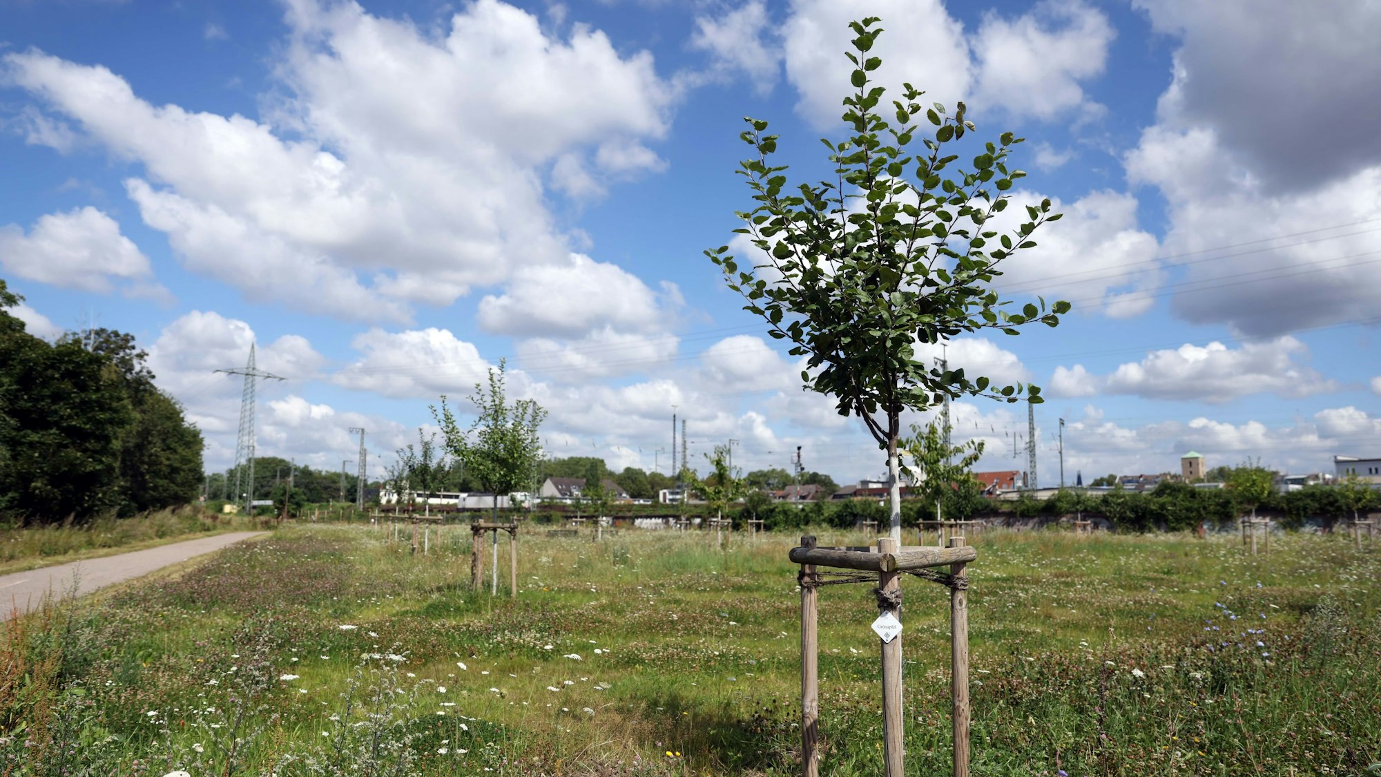 Im Westen des Grünzugs hat die Stadt 25 Obstbäume pflanzen lassen.
