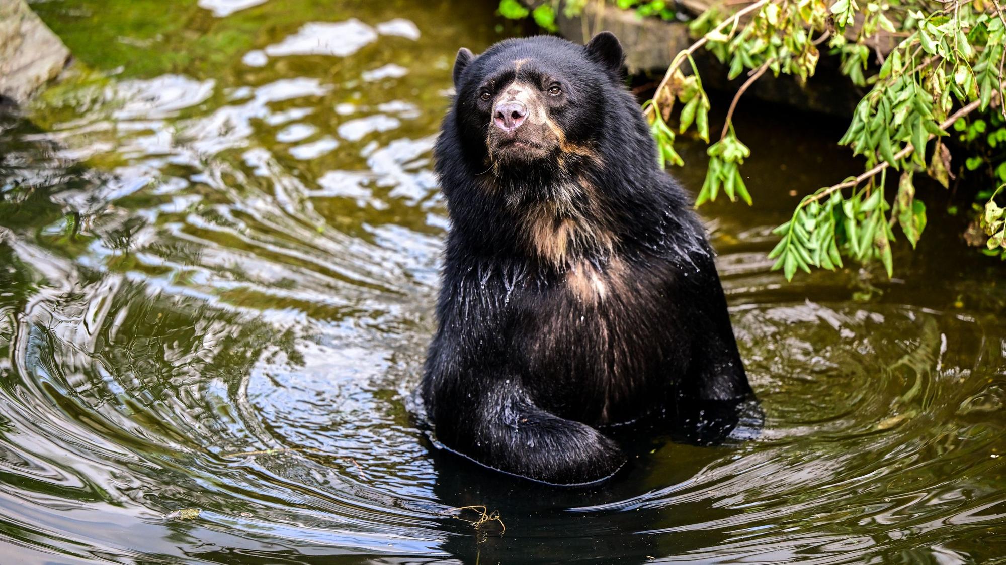 Zoo Brillenbaer