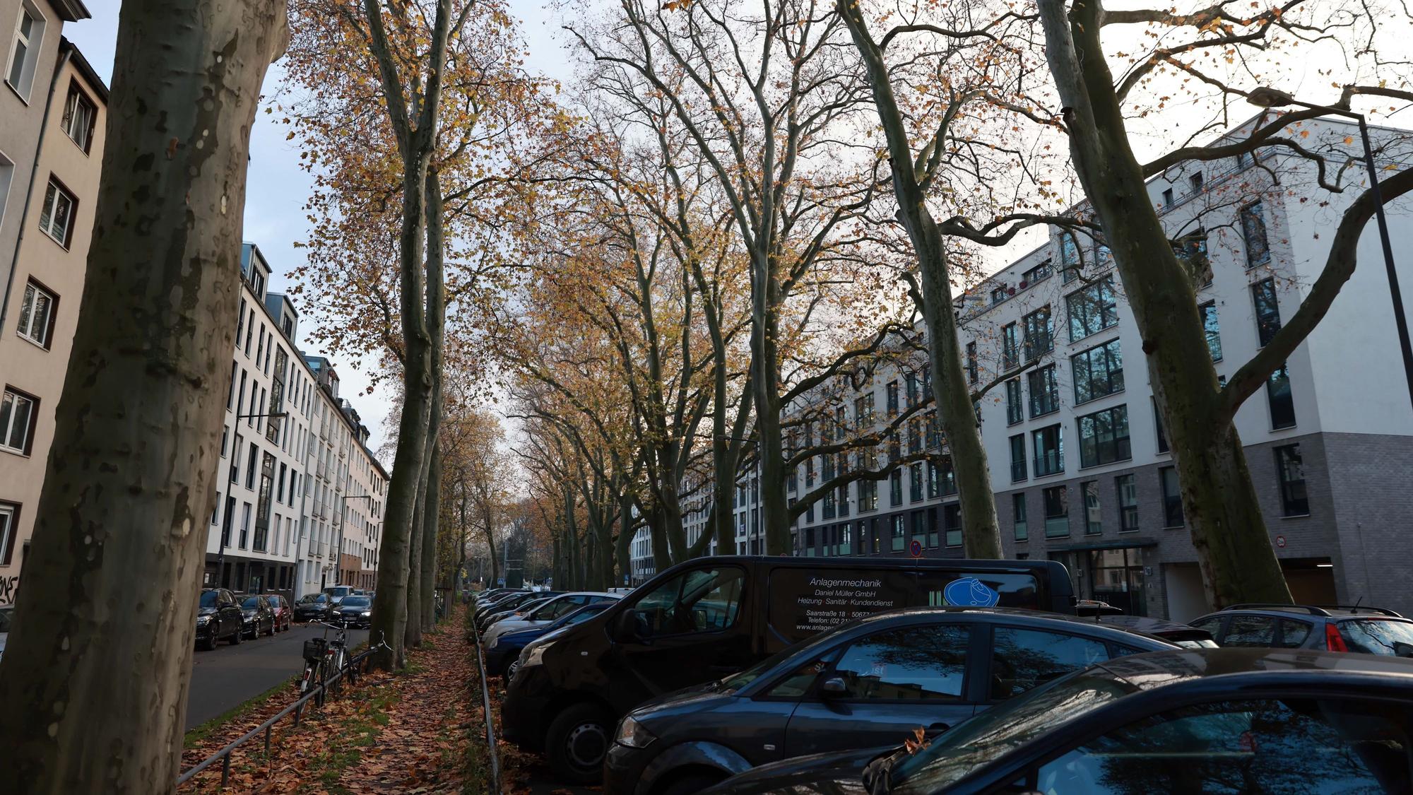 Parkende Autos stehen unter Bäumen.