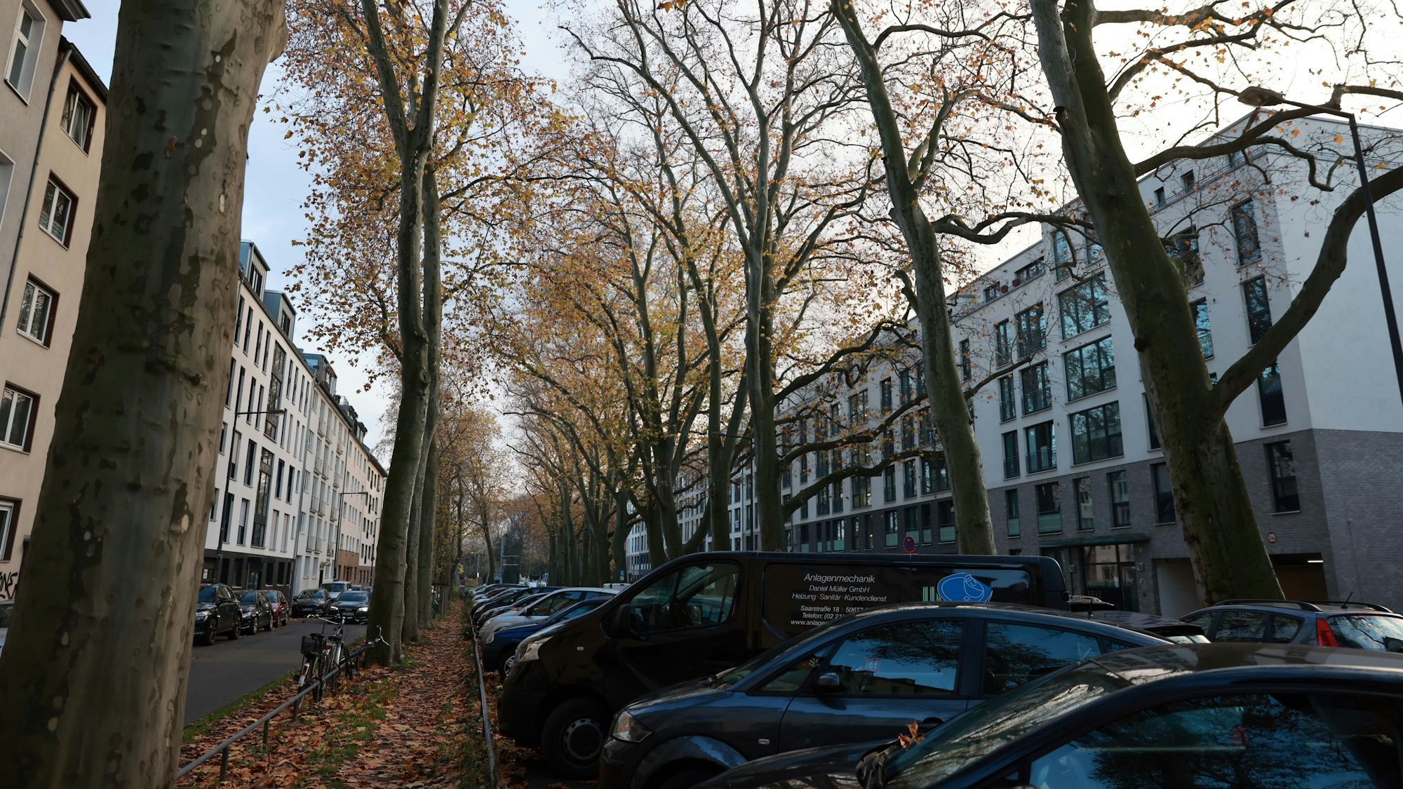 Parkende Autos stehen unter Bäumen.