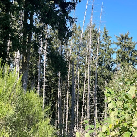 Das Bild zeigt einen Ausschnitt des Waldes im Südkreis.