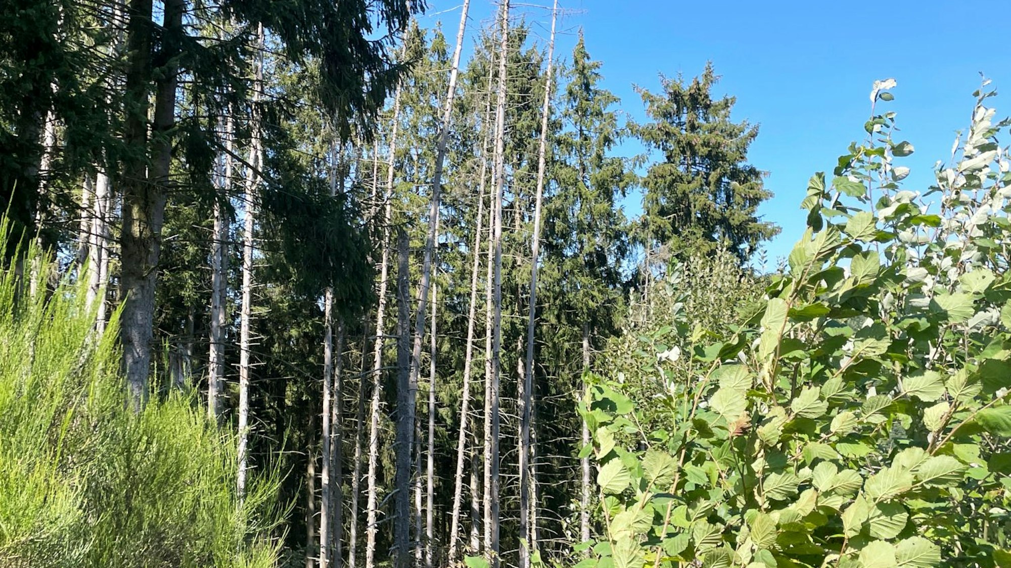 Das Bild zeigt einen Ausschnitt des Waldes im Südkreis.