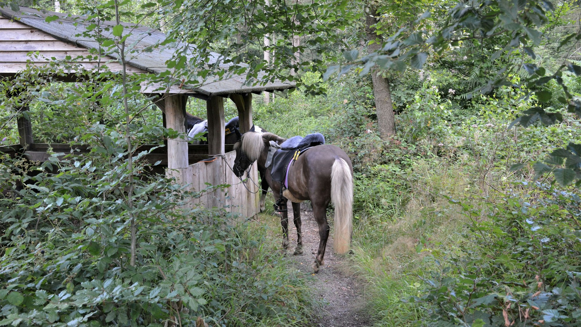 Zu sehen sind zwei Pferde, die an einem Holzunterschlag im Wald stehen.