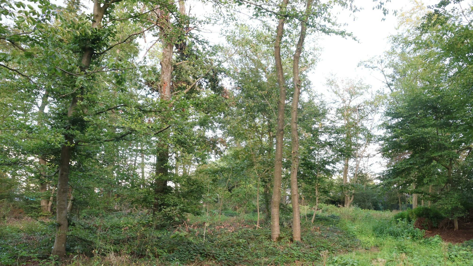 Auf dieser Fläche entlang des Ritter-Simon-Wegs im Waldbröler Stadtteil Isengarten soll gebaut werden, geplant sind dort insgesamt sieben Grundstücke.