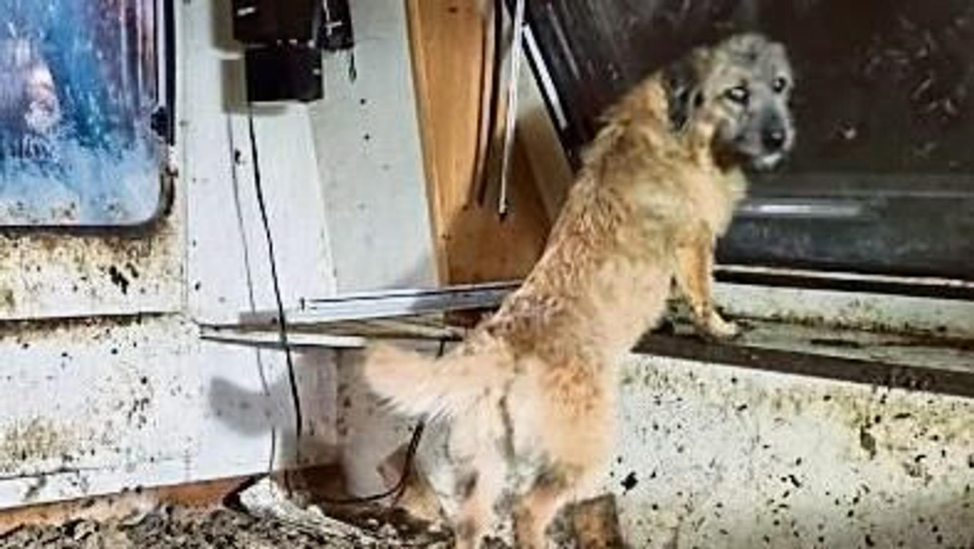Mehrere verwahrloste Hunde wurden damals auf einem Schrottplatz sichergestellt.