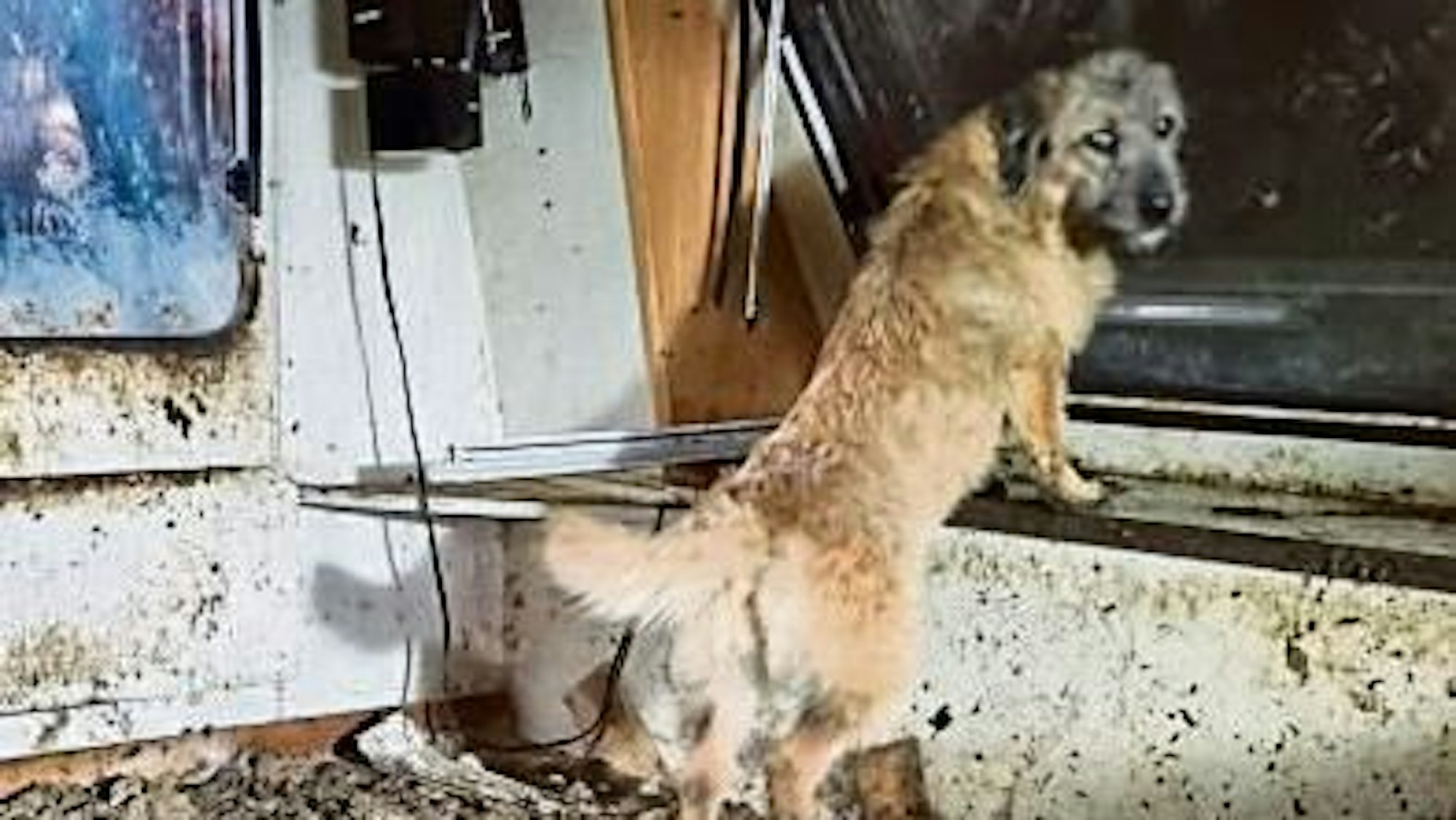 Mehrere verwahrloste Hunde wurden damals auf einem Schrottplatz sichergestellt.