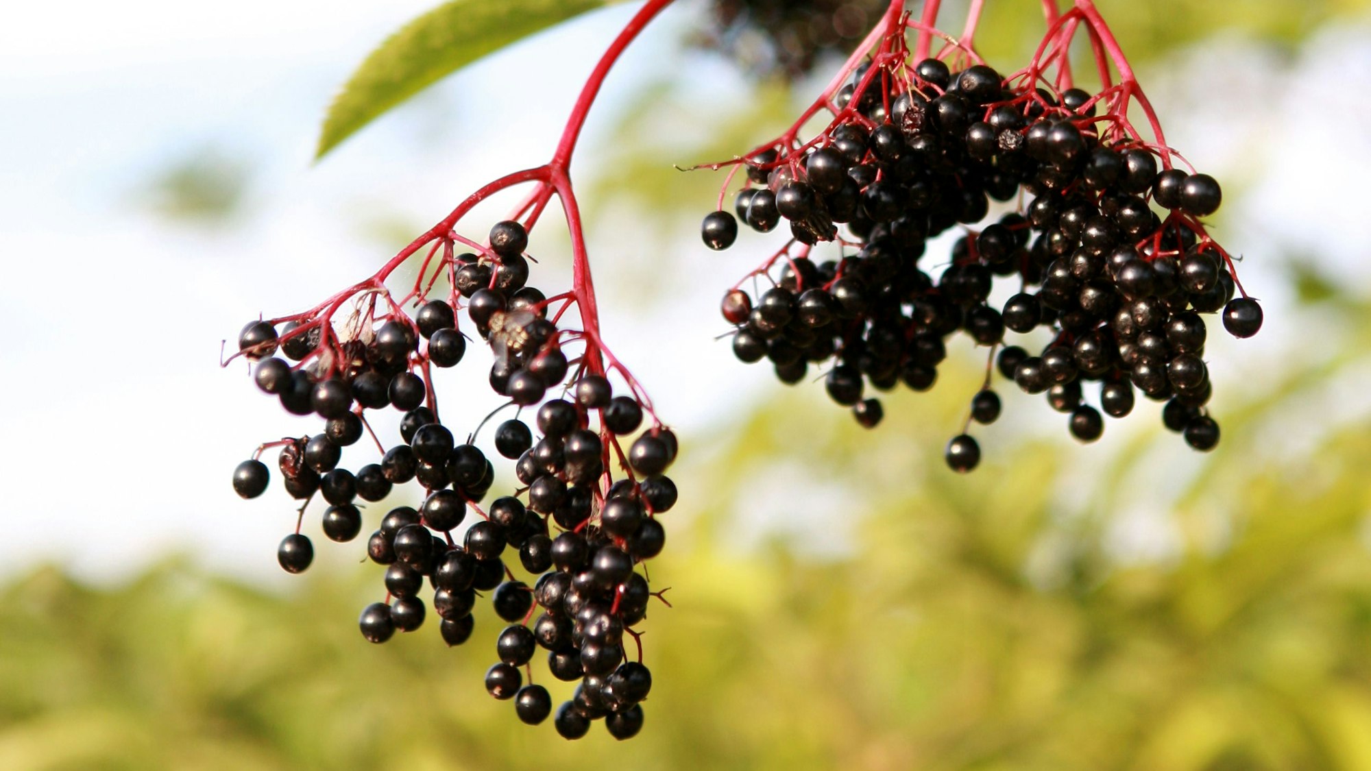 Holunderfrüchte hängen an einem Ast am Kräuterweg bei Neunkirchen-Seelscheid.