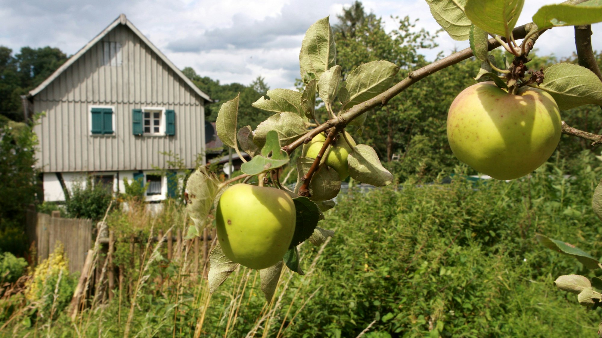 Äpfel hängen an einem Ast vor einem Fachwerkhaus in Ingersauel bei Neunkirchen-Seelscheid
