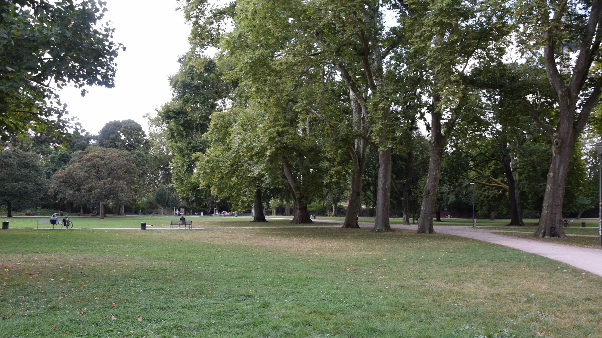 Zu sehen sind hohe Bäume und Wiesen im Kölner Stadtgarten.